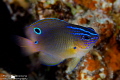   Damselfish  